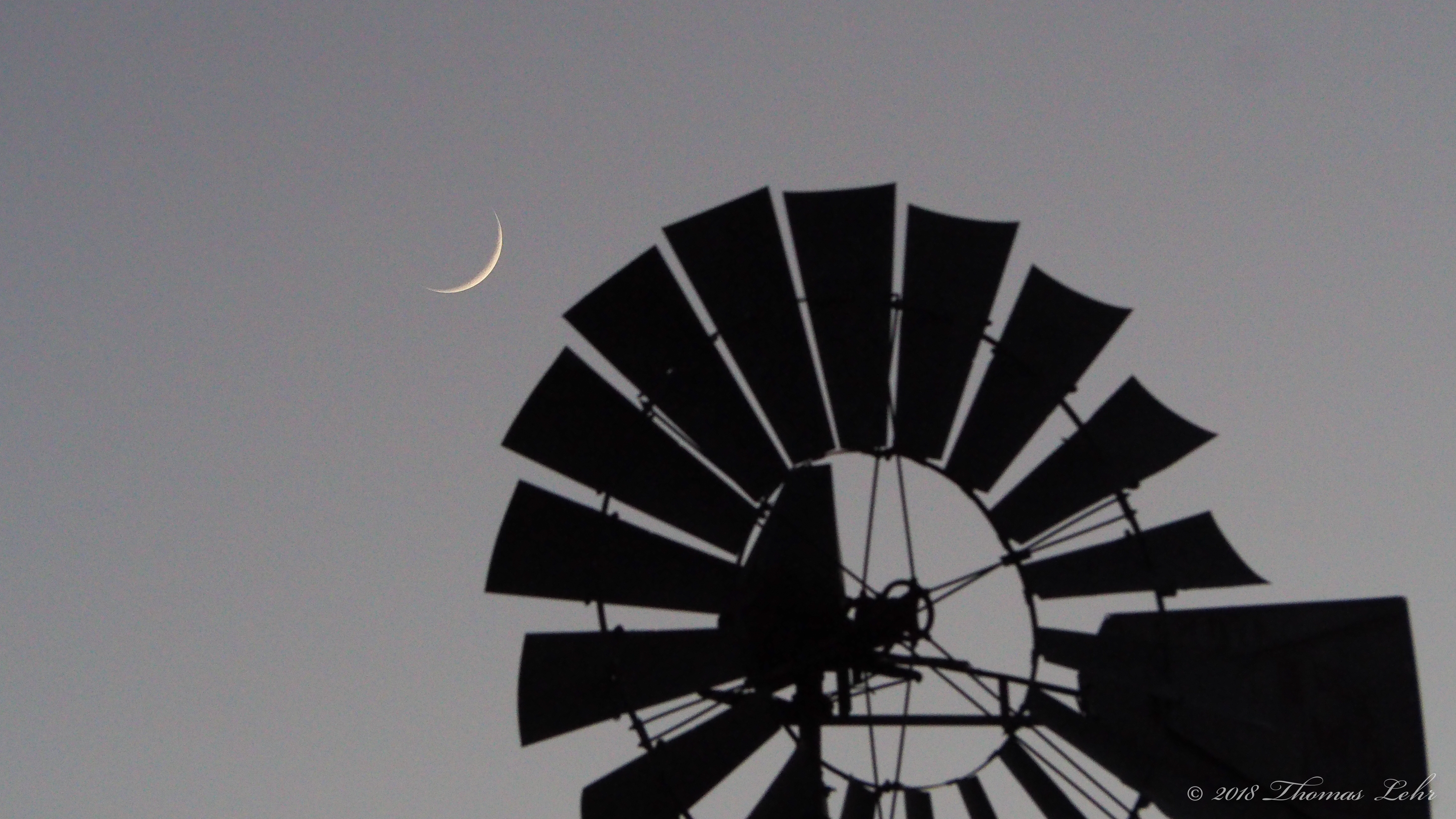 Diffusion of leaves on the night sky,