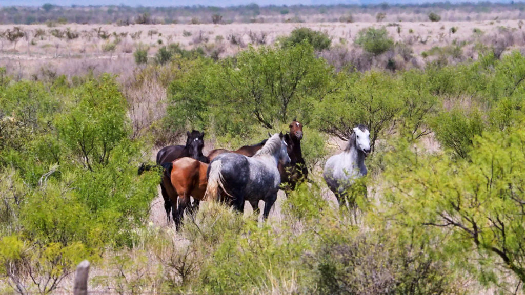 by smell, like horses? —Jenny Browne