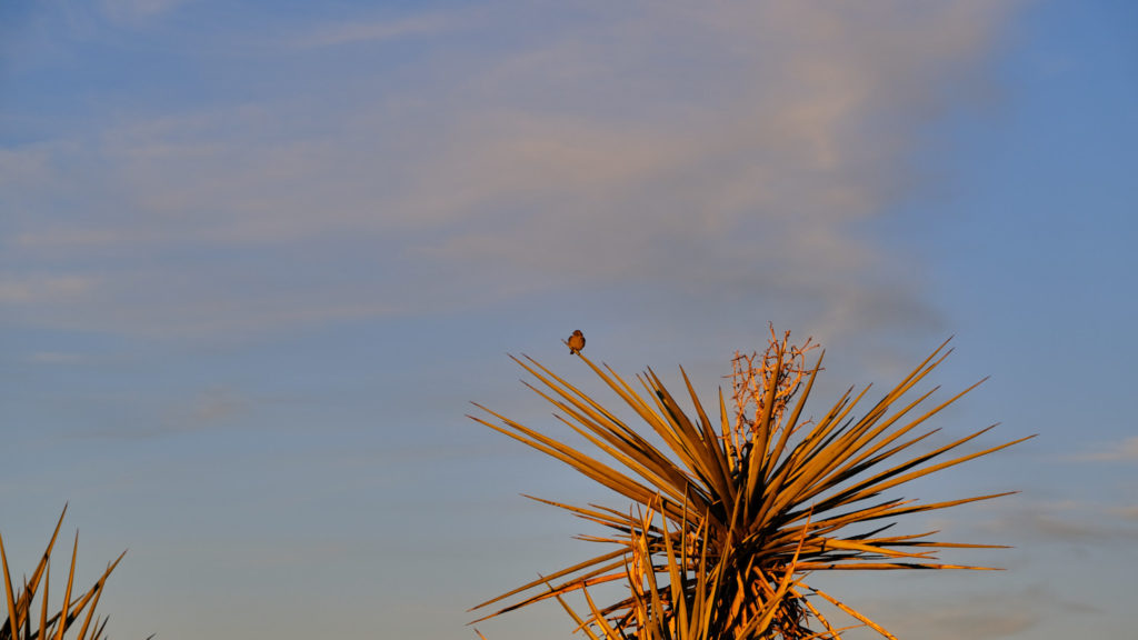 rabbit, lizard, raven, insect drone—