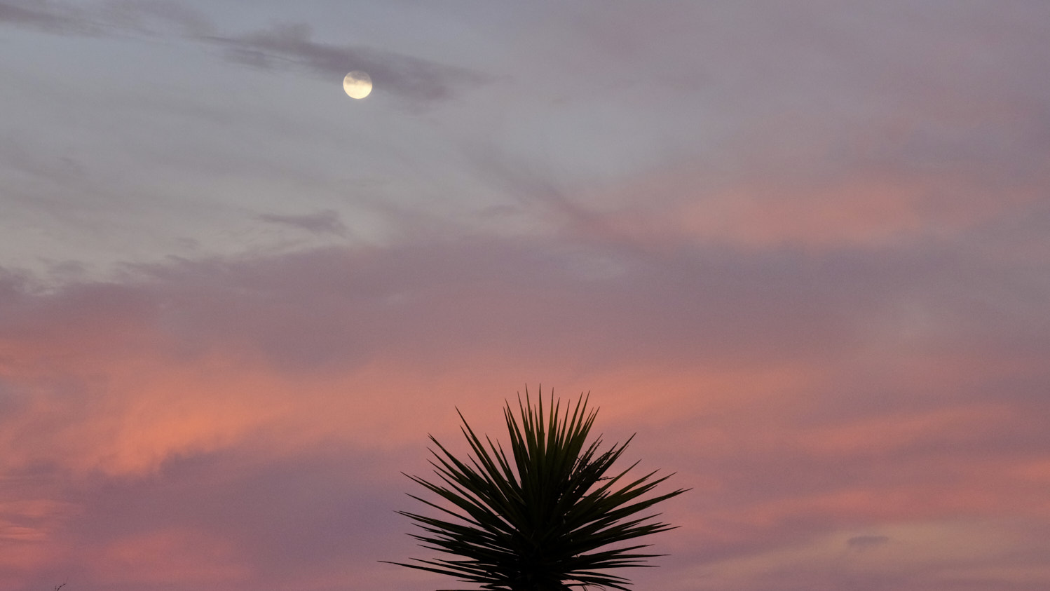 The moon arrives, fashionably late, color-blocked by blood.