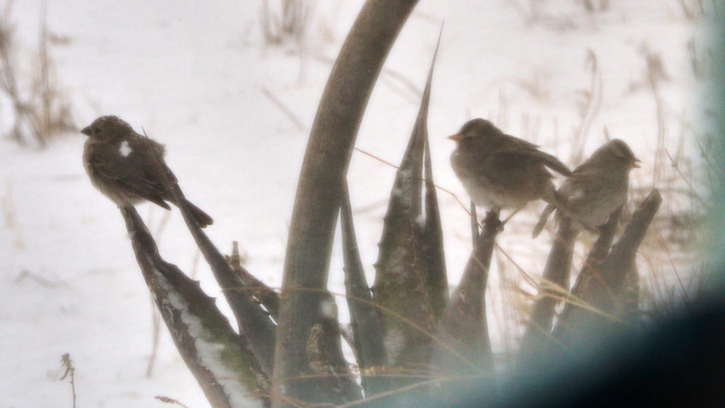 All the good in nature I imagine in birds, their images like quantum leaps.