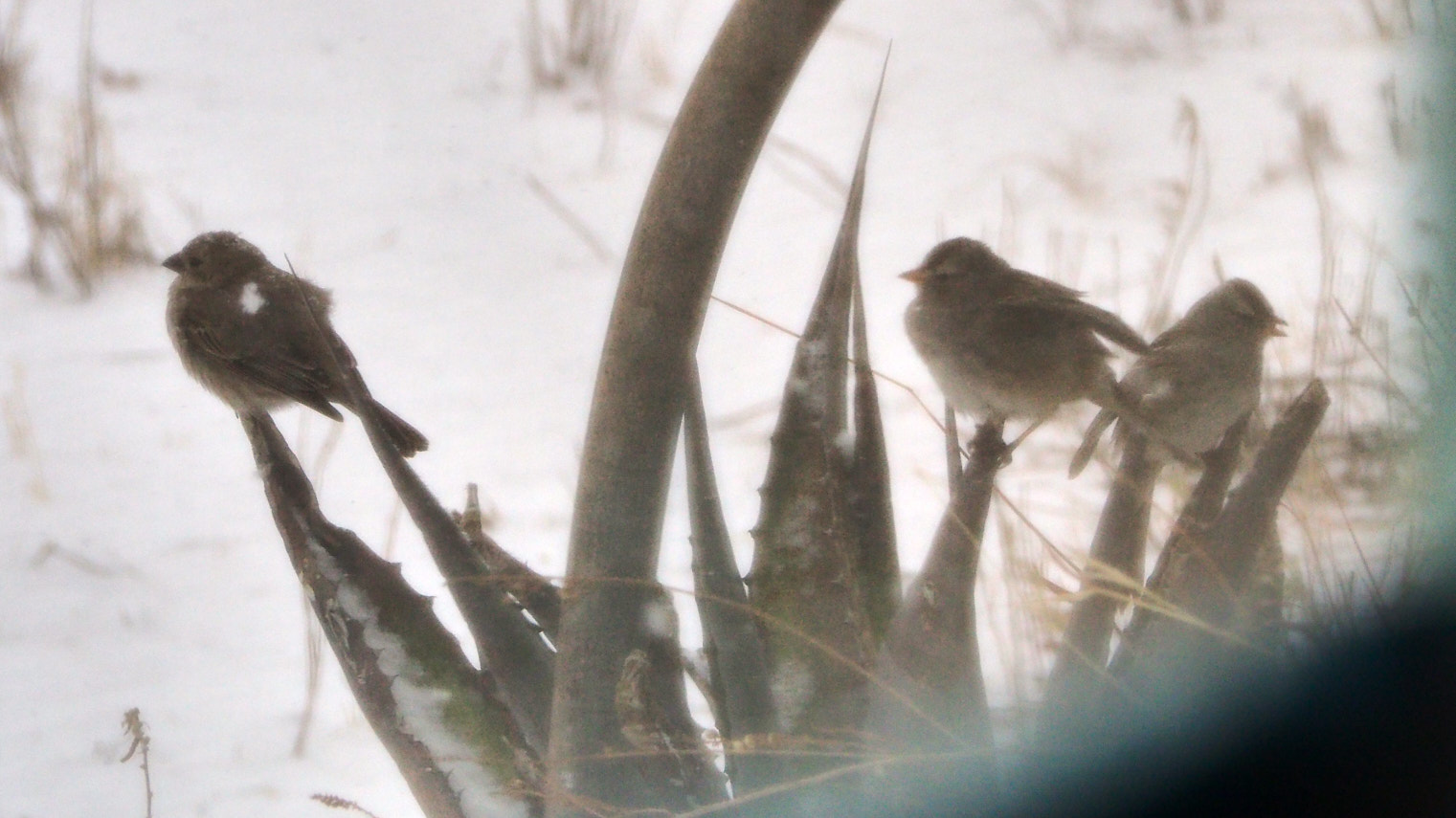 I love a person leaving who sees birds in other worlds, nearby.