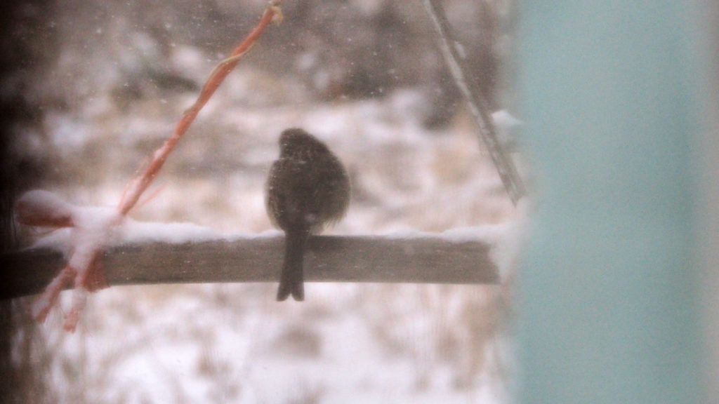 Goodness is part of my awareness that sensing a bird intends. —Mei-Mei Berssenbrugge