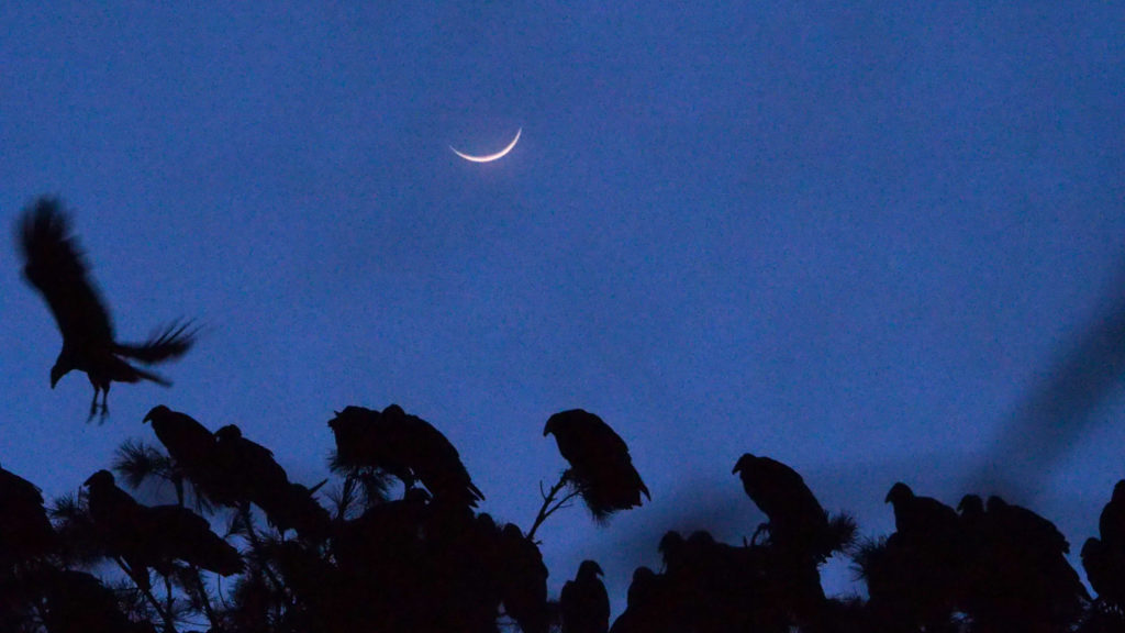 the swallows grew still and bats came out light as breath