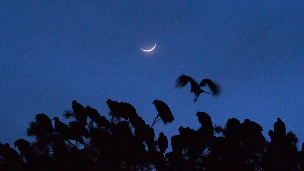 around the stranger by himself in the echoes —W. S. Merwin