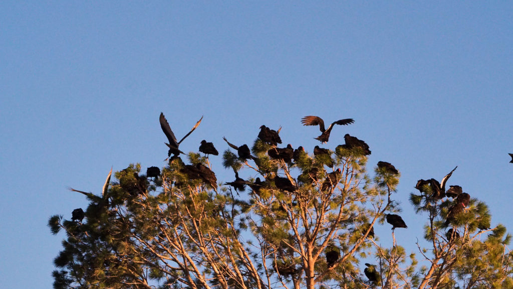 the ride to survival of that consuming bird