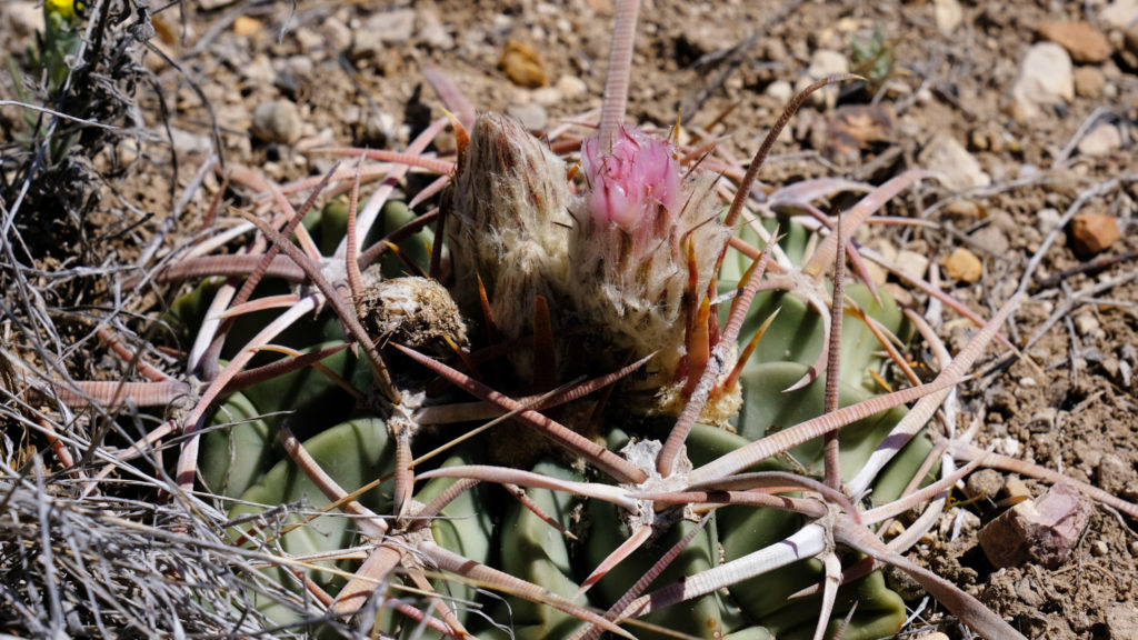 The spikes of crocus.