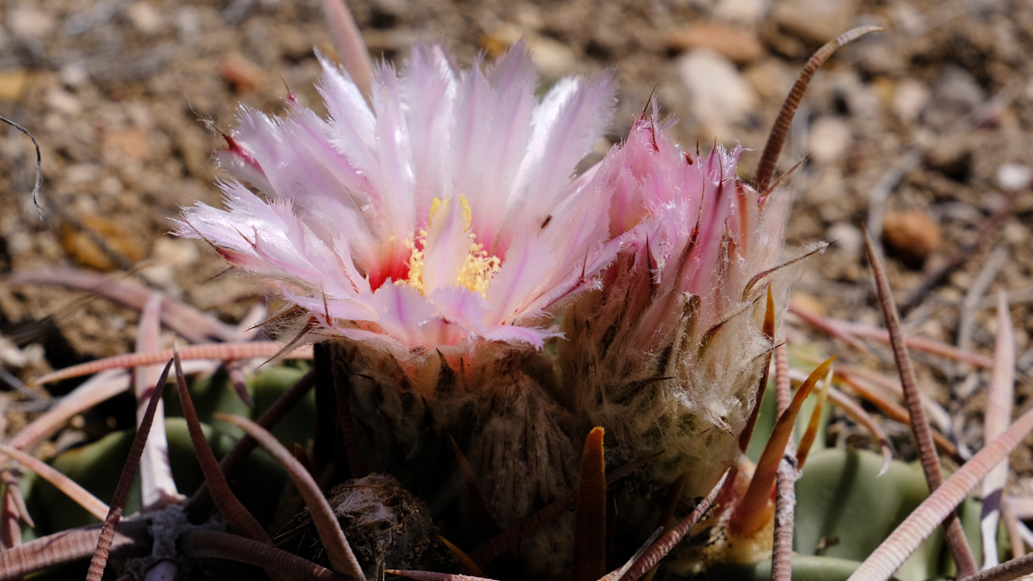 Here every / flower grows ragged and sideways and always