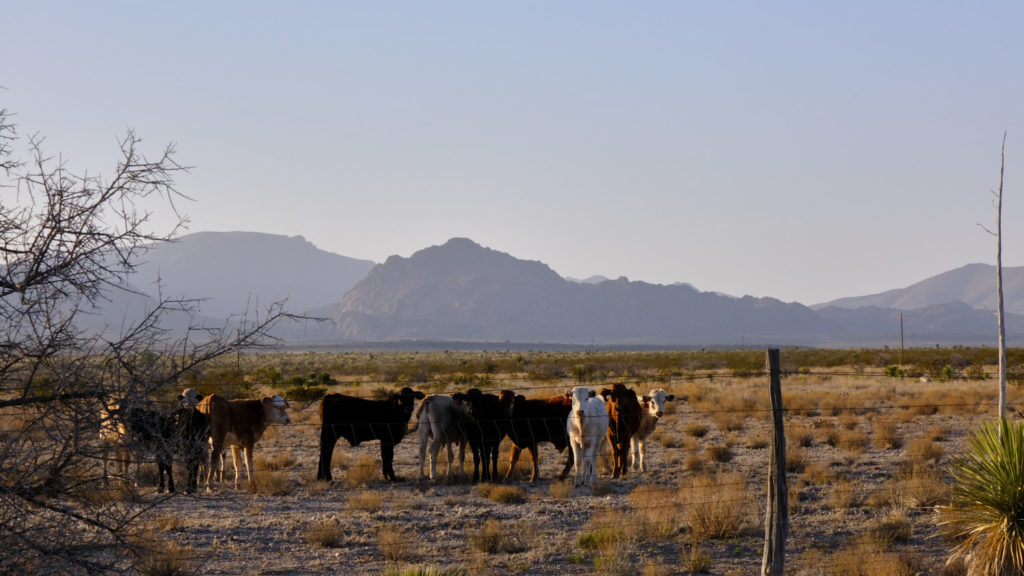 how to be idle and blessed, how to stroll through the fields,