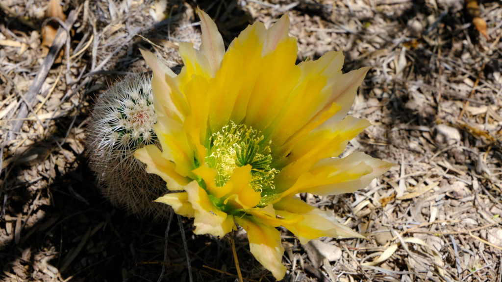 Not once taking their eyes off the golden beauty -they dance in the breeze