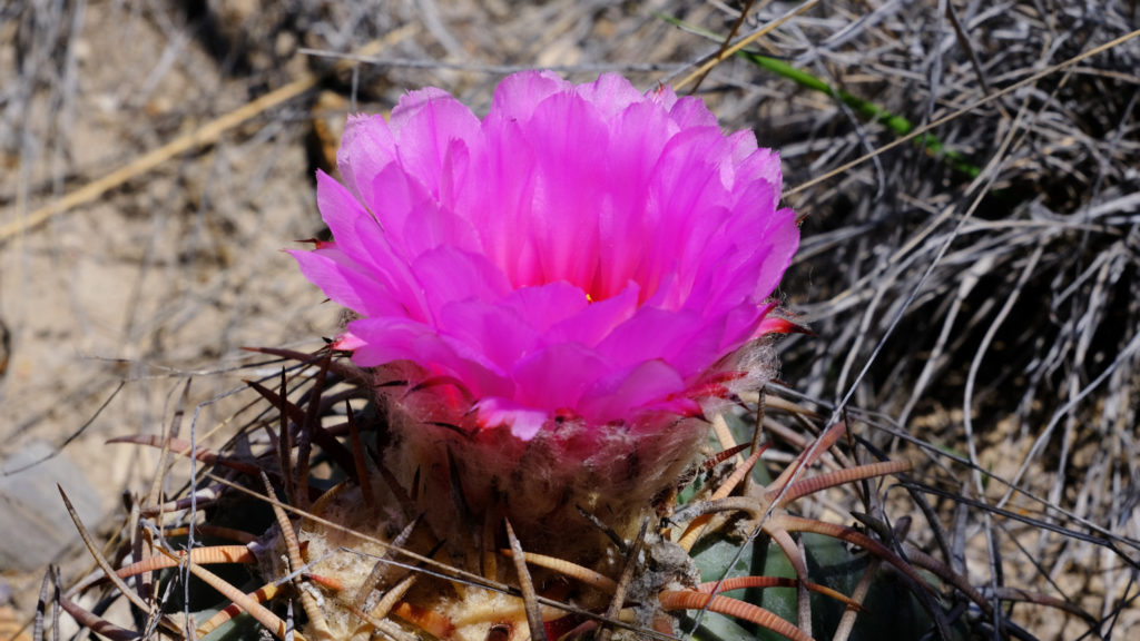 flowers open up