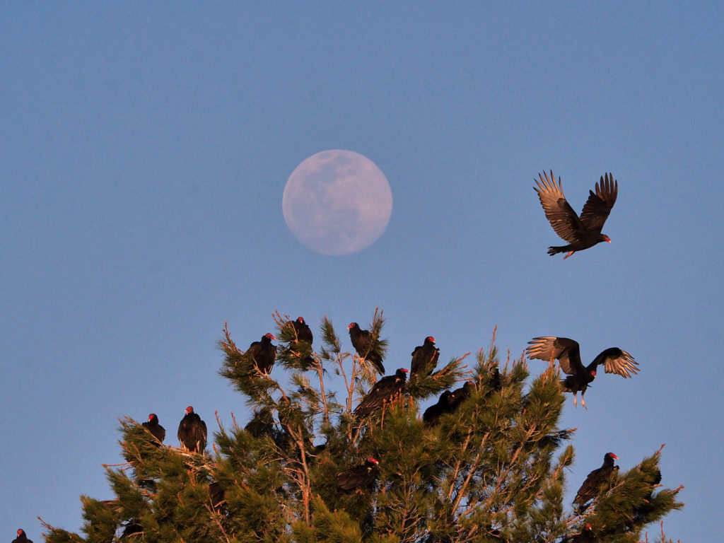 The faint, far scent of bud and leaf—