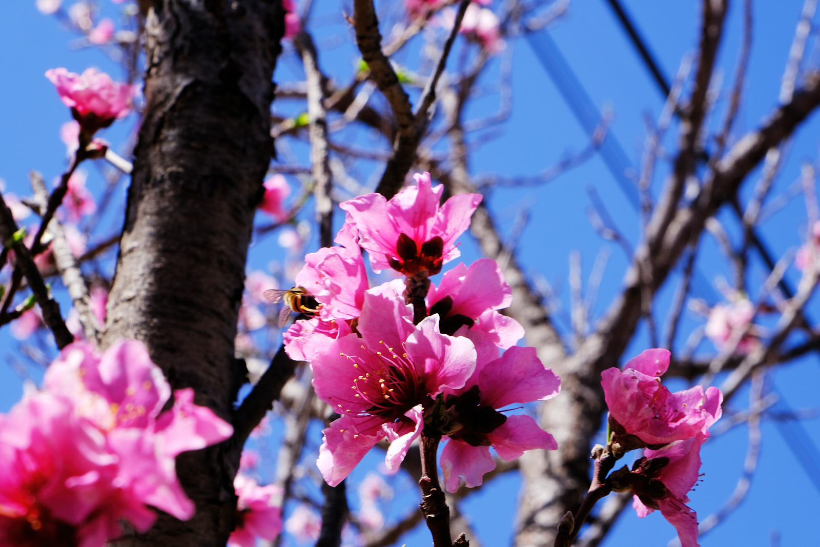 “road / to nowhere,” observing all the flowering trees