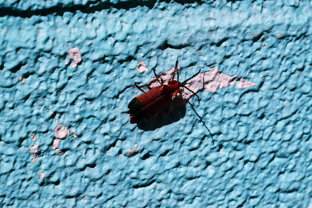 on the window as if to say /I have a week to live, let me in,/ and I do. —Martín Espada