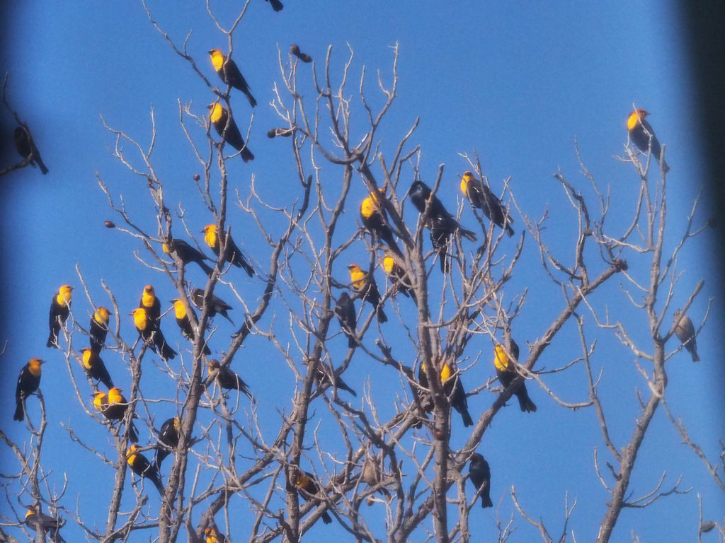 And the lemons you stole from the tree in the churchyard.