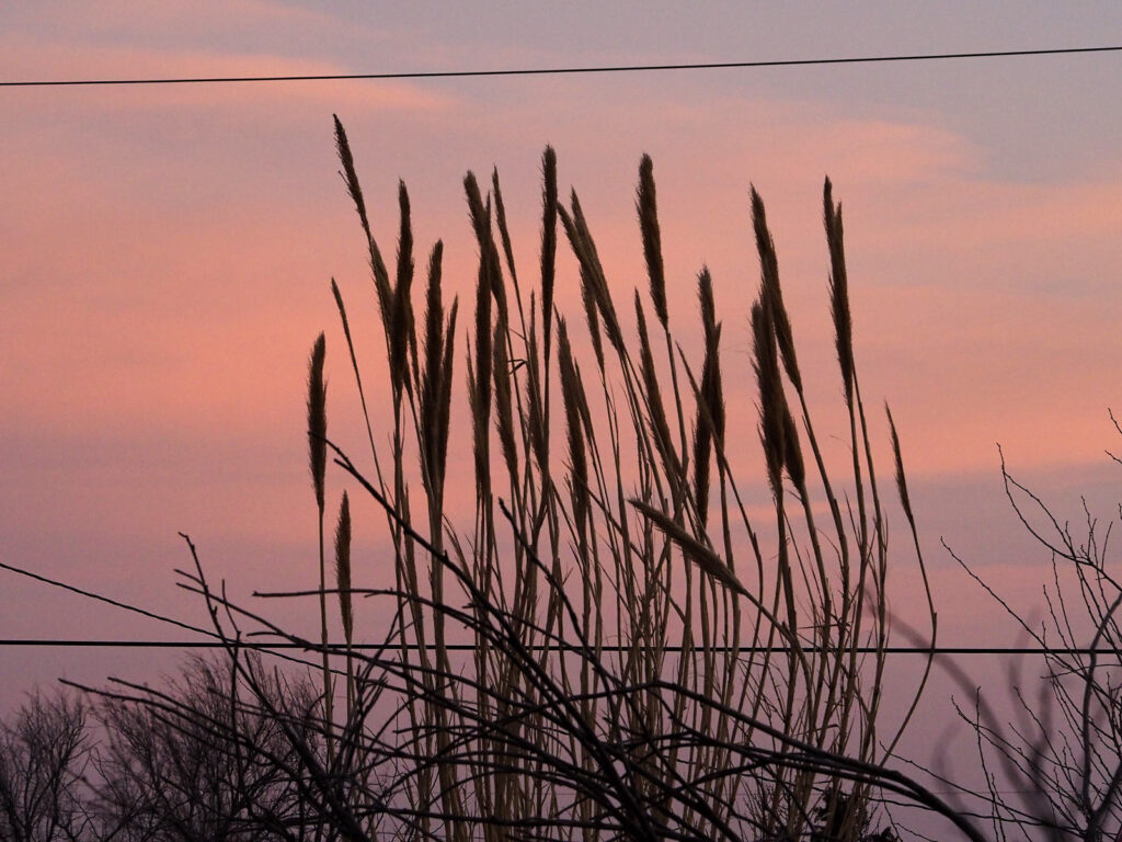 light to the sun. —Guy Jean, translated by Ilya Kaminsky and Katie Farris