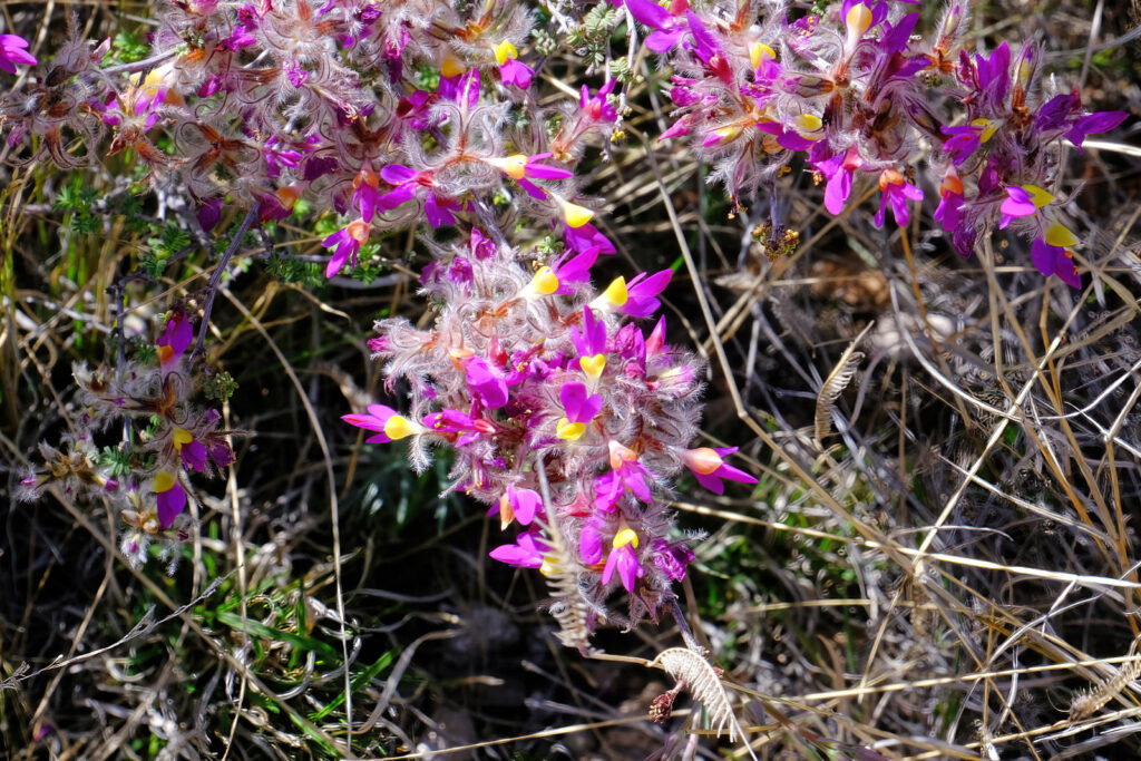 some blown rhododendrons are nodding