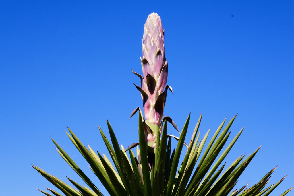 The spikes of crocus. —Edna St. Vincent Millay