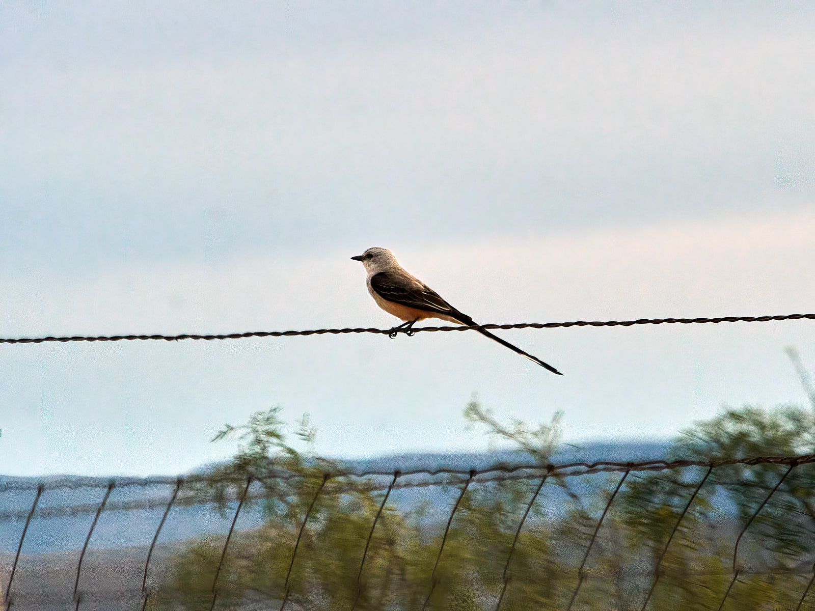 The way the high-wire walker