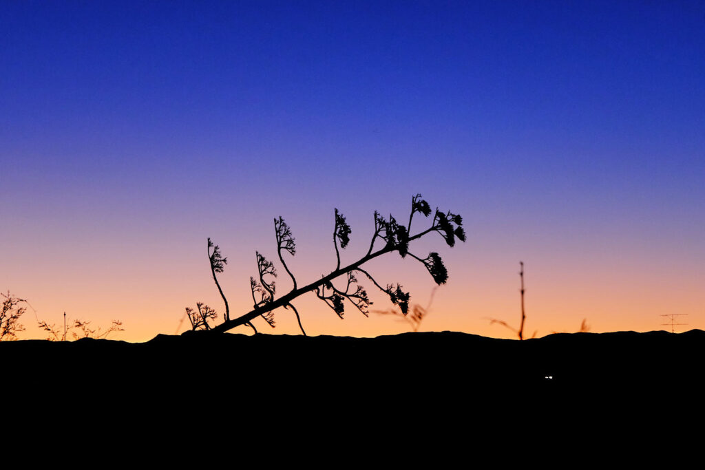 Turn me into song; sing me awake. —Gregory Orr