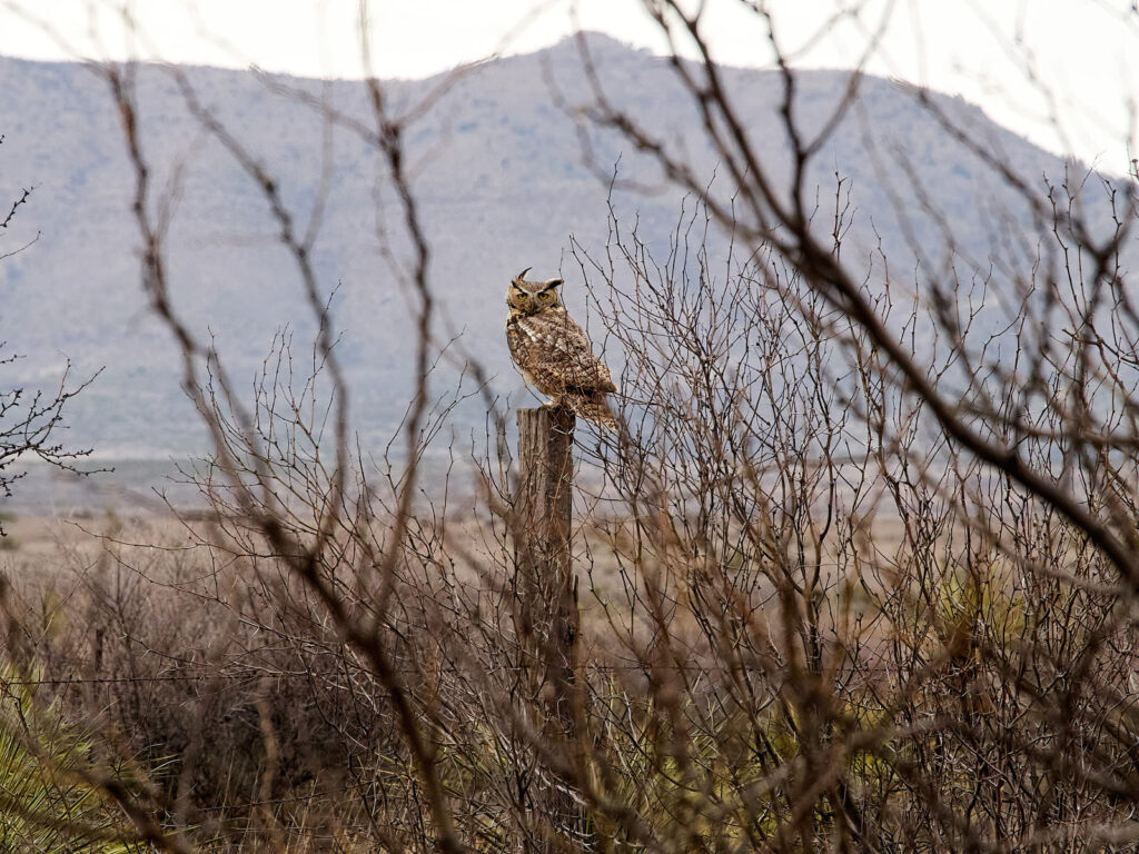 But a brown bird sang in the apple tree,