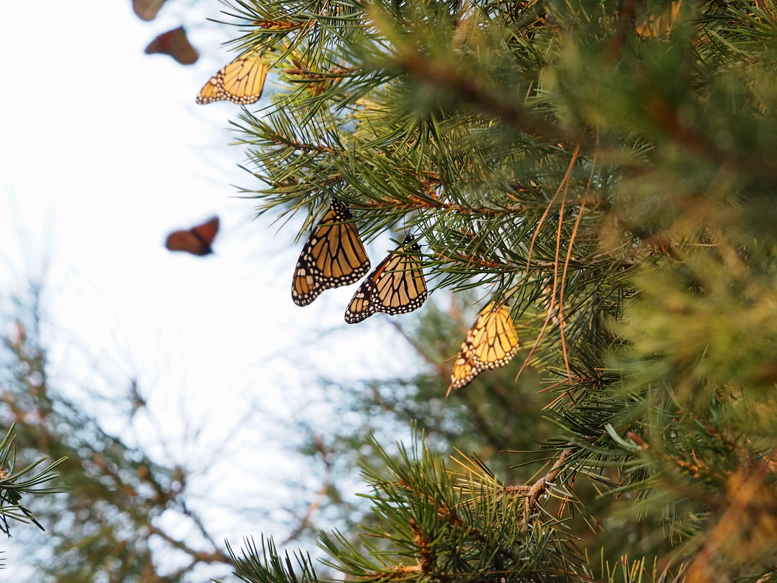 shot / with late afternoon sun. They glow a deep